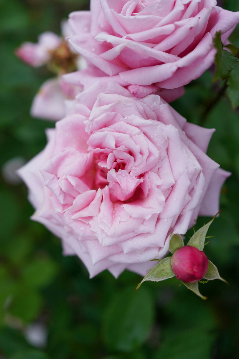 Un primo piano di due rose rosa su un cespuglio