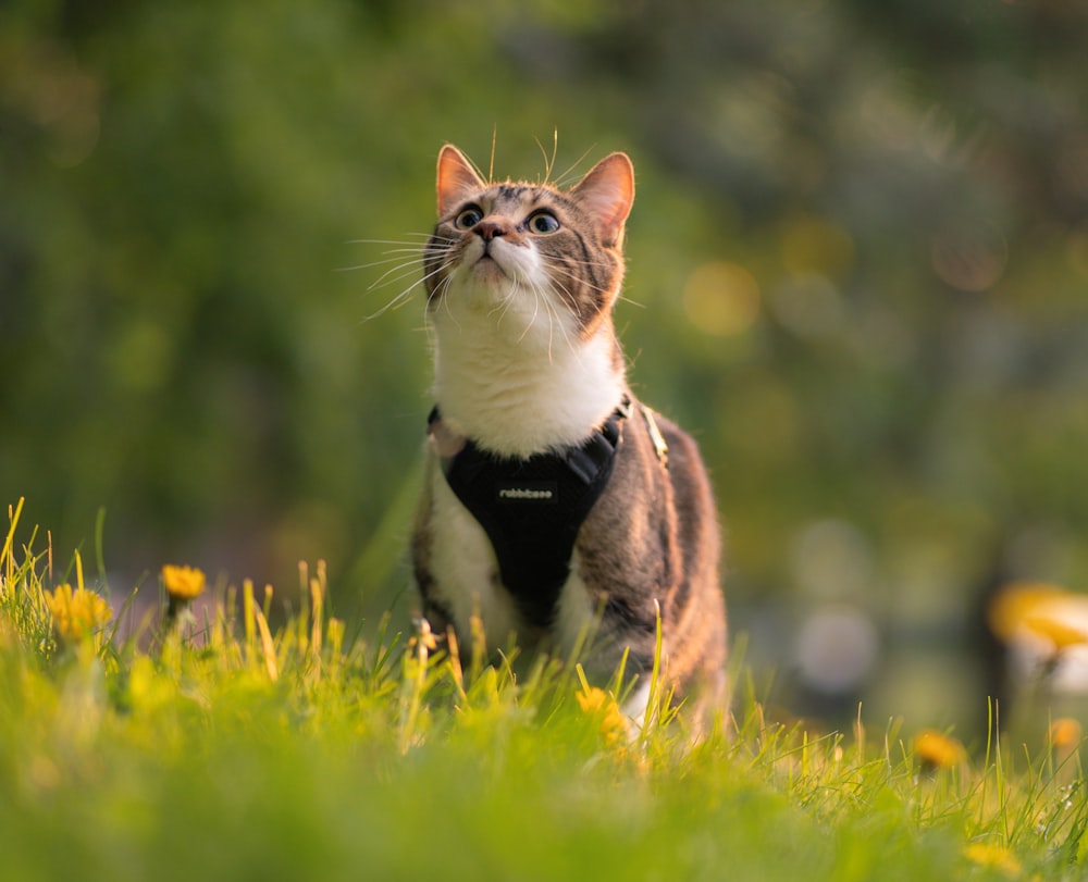 Un gato con un arnés parado en la hierba