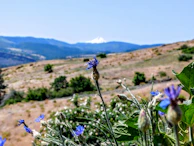 Close-up of colorful wildflowers blooming along the Kilimanjaro path, with a distant view of snow-capped peaks.