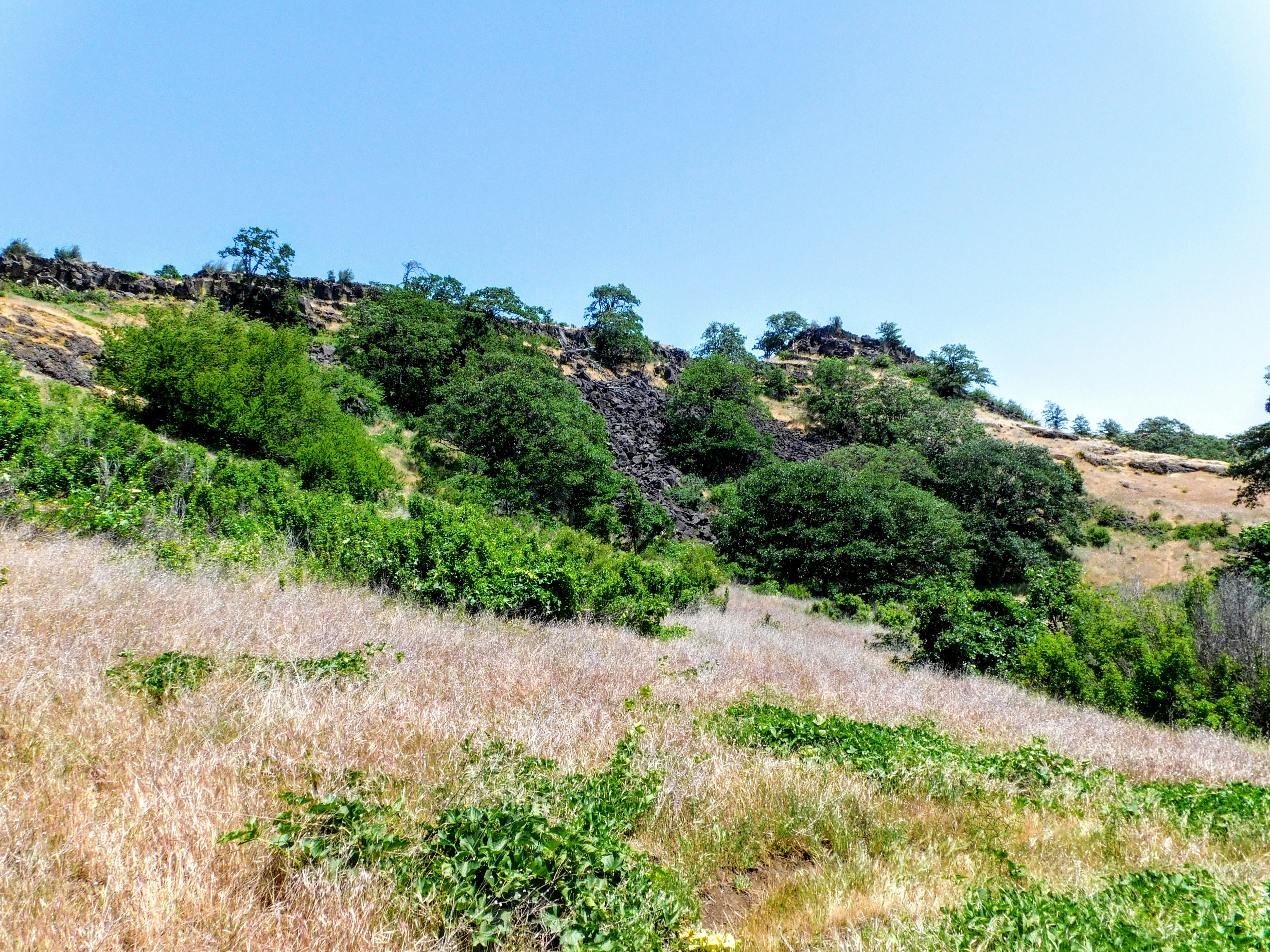 a grassy hill with trees on top of it