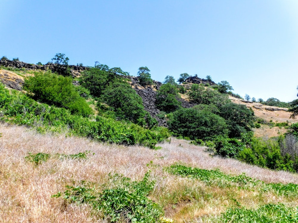 a grassy hill with trees on top of it