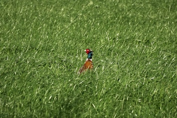 A pheasant with vibrant colors peeks through a dense field of lush green grass. The bird's red head and iridescent plumage offer a striking contrast against the surrounding greenery.
