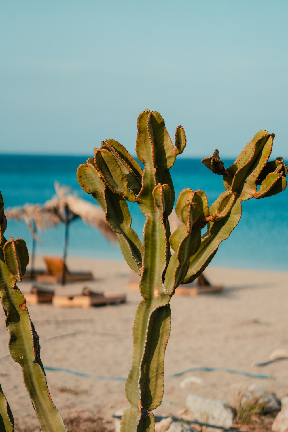 a cactus on a beach near the ocean