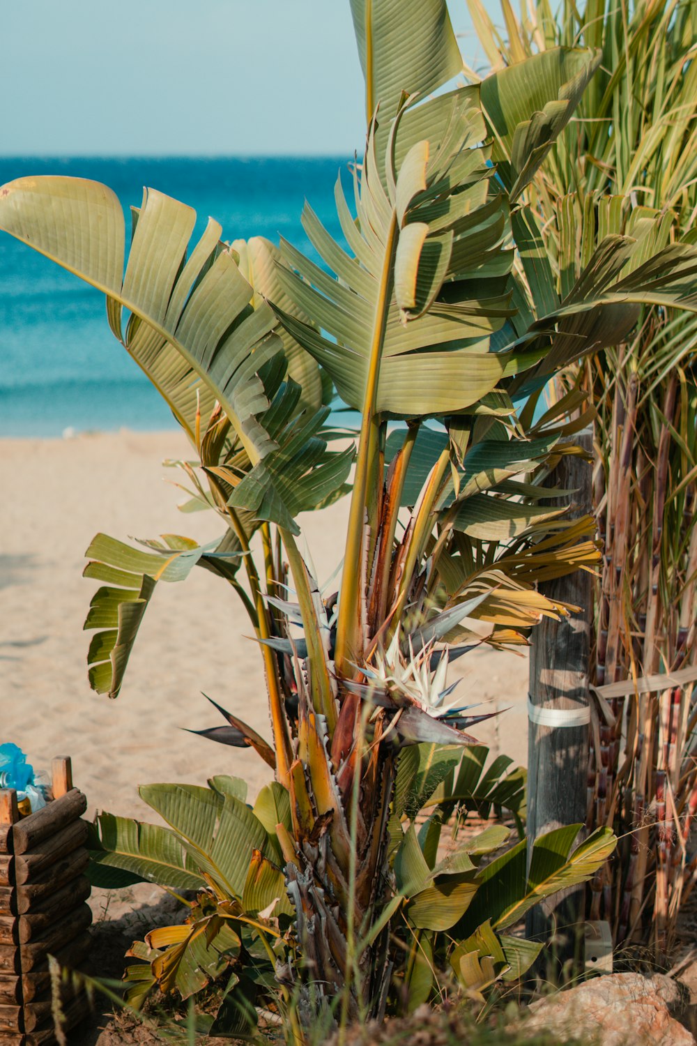 a bunch of palm trees sitting on top of a sandy beach