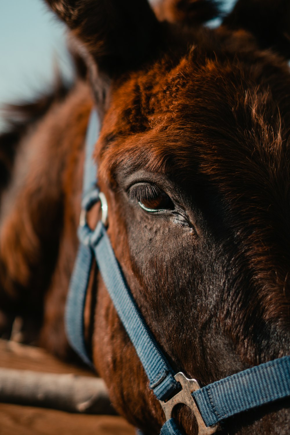 um close up de um cavalo marrom com um freio azul
