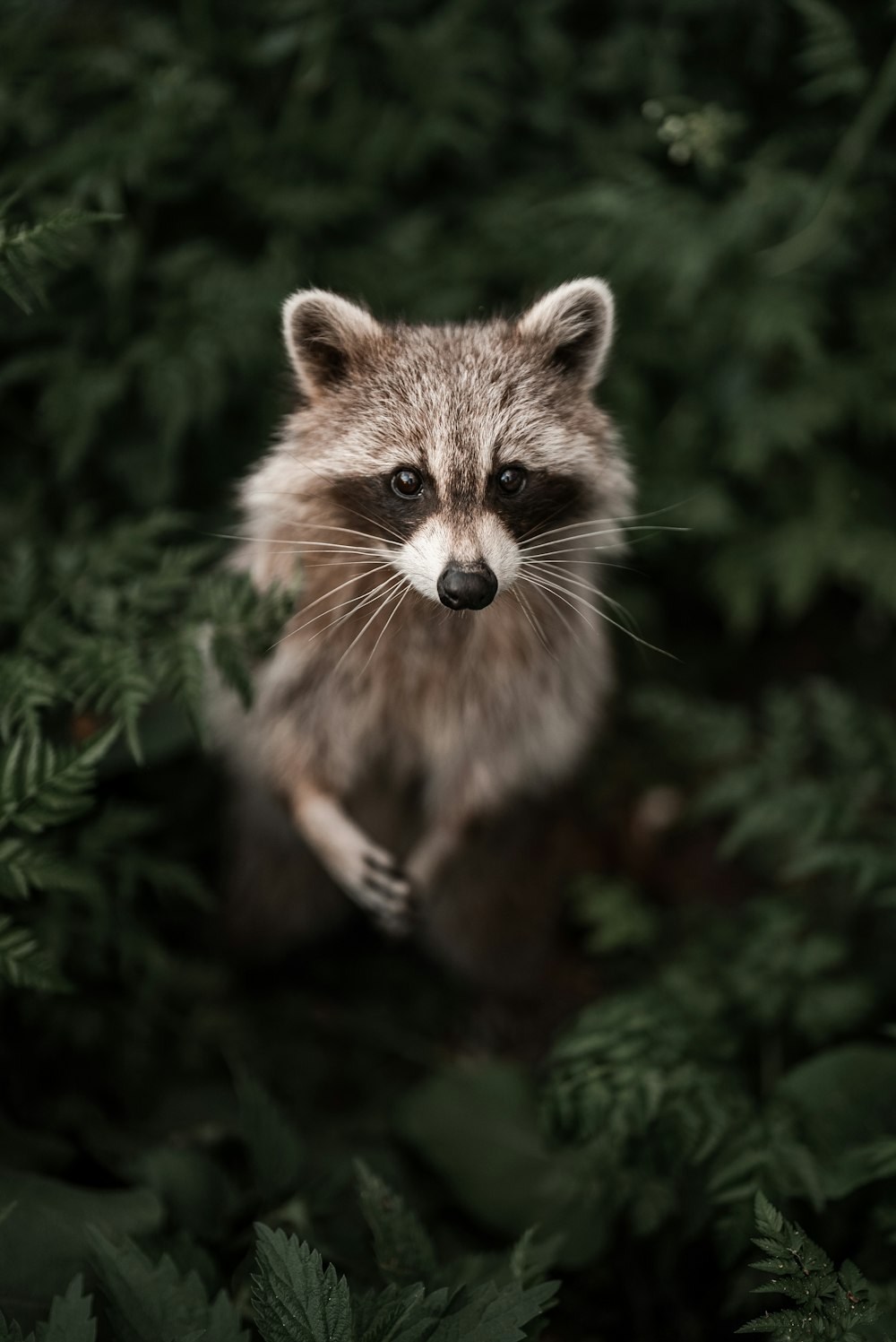 a raccoon sitting in the middle of a forest