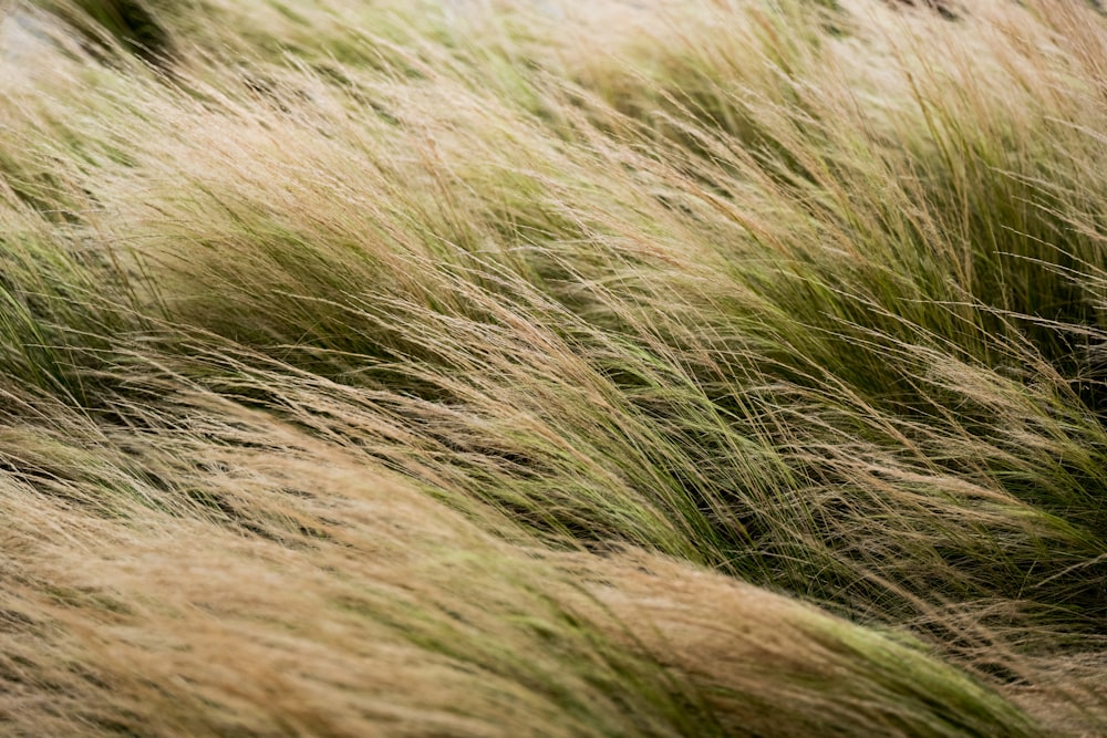 a close up of a bunch of grass