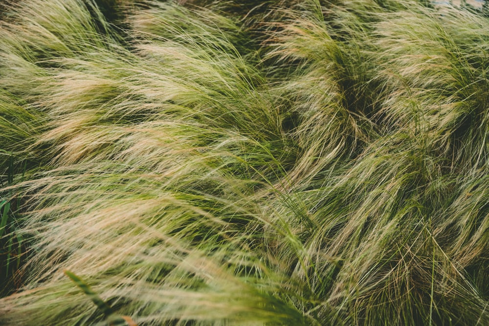 a bunch of green grass blowing in the wind