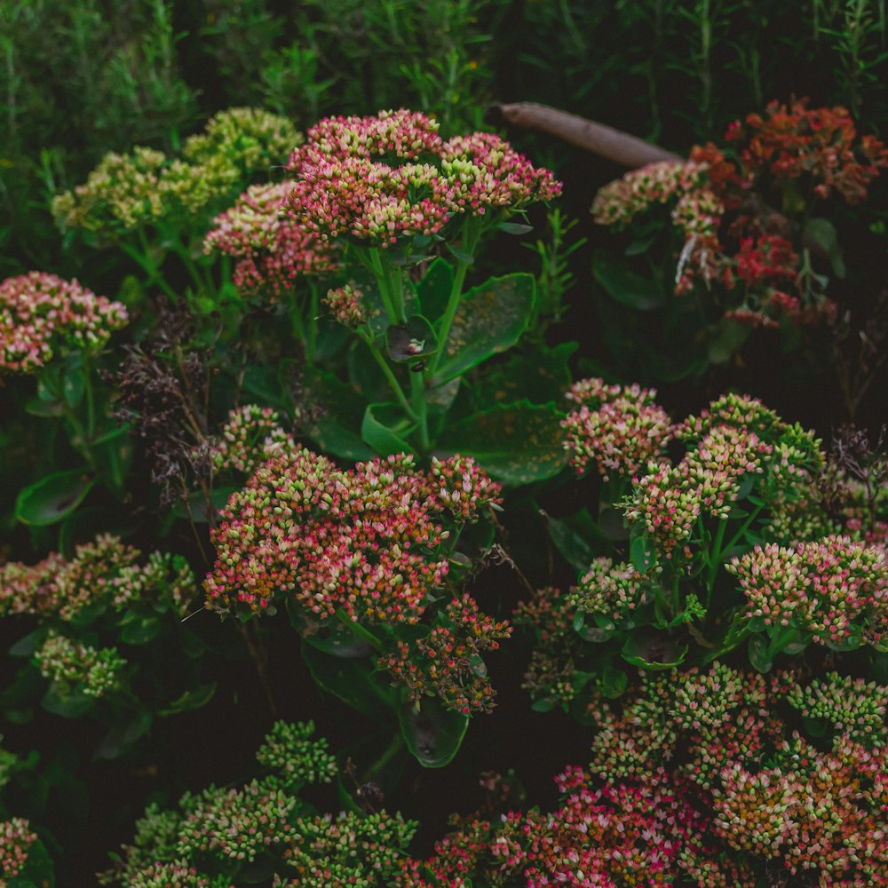 a bunch of flowers that are in the grass