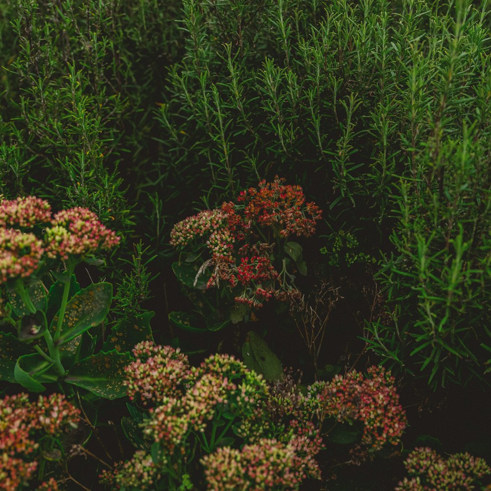 a bunch of flowers that are in the grass