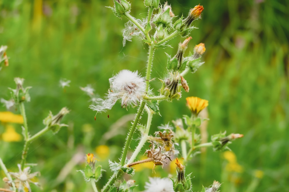 Un primer plano de una flor en un campo