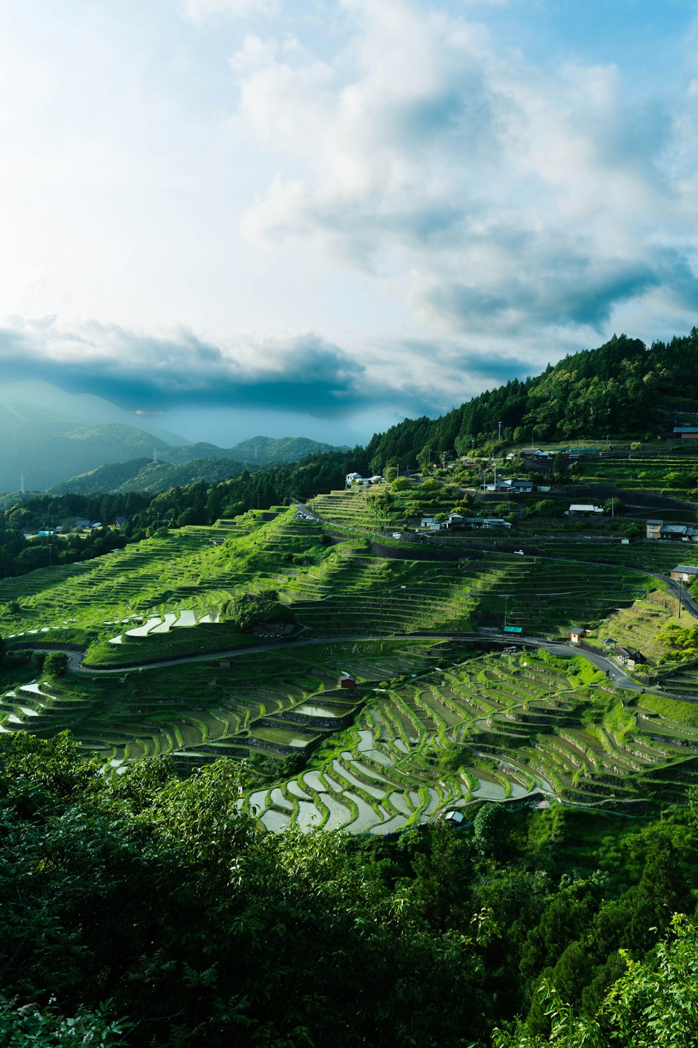 a lush green hillside covered in lots of trees