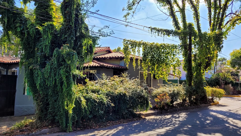 a house with a lot of greenery on the side of it