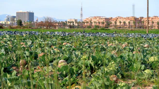 A farmer carefully inspecting cauliflower plants in a cool mountainous field.