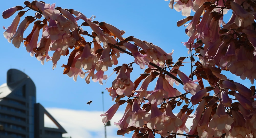 a tree with pink flowers in front of a building