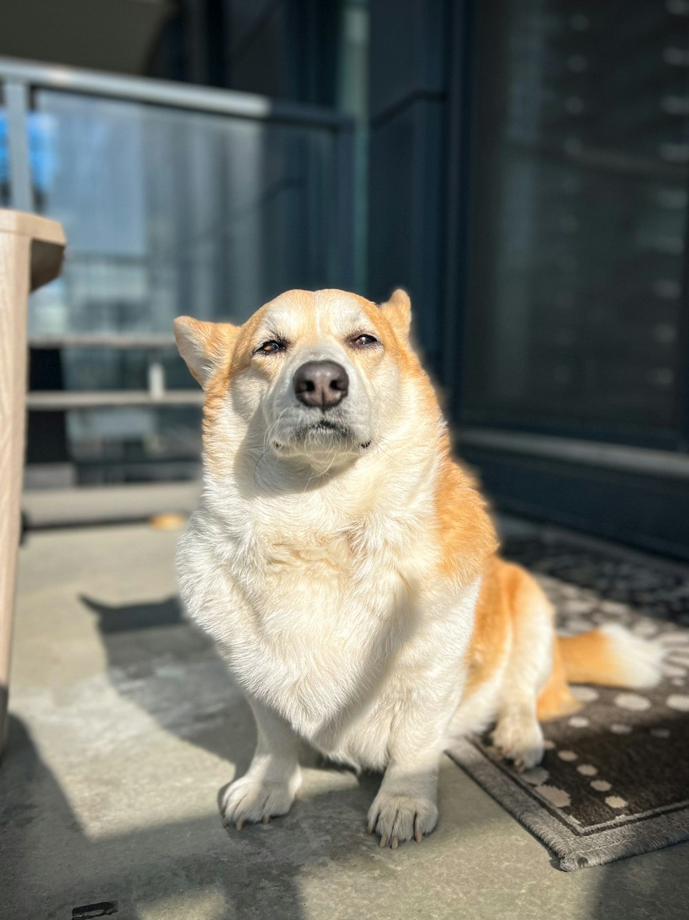 a brown and white dog sitting on top of a rug