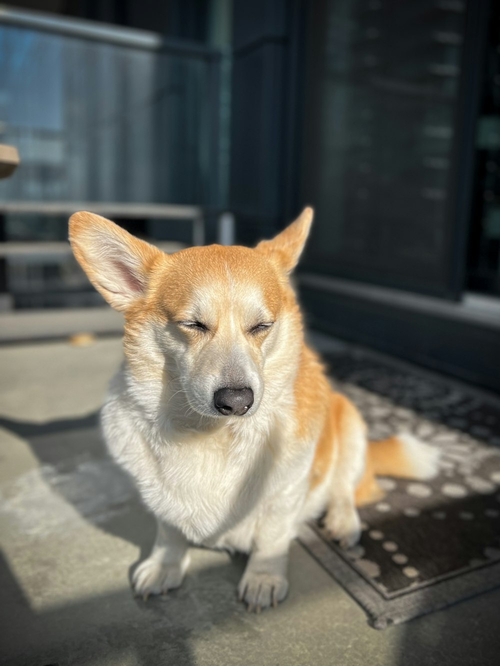 a dog is sitting on a rug with its eyes closed