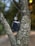 A vape device rests in the fork of a tree. The bark of the tree is textured with a variety of browns and grays. The vape device is black with a sleek, metallic finish, and features a transparent tank for e-liquid.