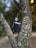 A vape device rests in the fork of a tree. The bark of the tree is textured with a variety of browns and grays. The vape device is black with a sleek, metallic finish, and features a transparent tank for e-liquid.