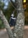 A vape device rests in the fork of a tree. The bark of the tree is textured with a variety of browns and grays. The vape device is black with a sleek, metallic finish, and features a transparent tank for e-liquid.