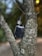 A vape device rests in the fork of a tree. The bark of the tree is textured with a variety of browns and grays. The vape device is black with a sleek, metallic finish, and features a transparent tank for e-liquid.