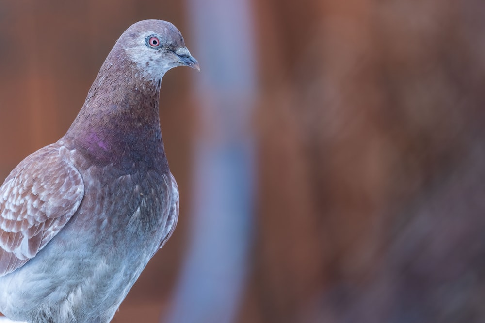 a close up of a pigeon on a branch