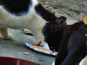 Two cats are eating from a paper plate on the ground. One cat is black and white, and the other is mostly black with patches of white. The ground is made of a rough, weathered material with bits of debris around. Nearby, there is a red bowl.