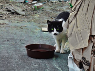 A black and white cat with striking green eyes peers around a stack of cardboard boxes on an outdoor pavement. A brown plastic bowl is positioned on the ground near the cat. The surrounding area appears to be slightly messy, with debris and discarded items scattered around.
