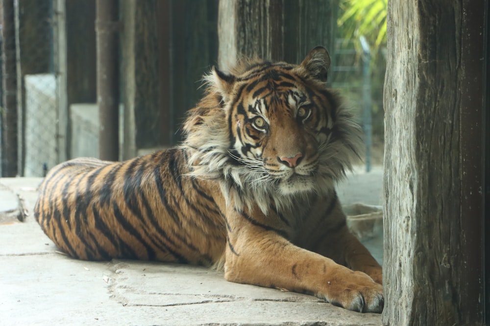 a tiger laying on the ground next to a wooden structure