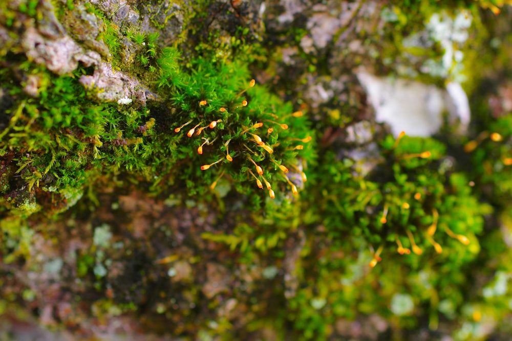 a close up of moss growing on a rock