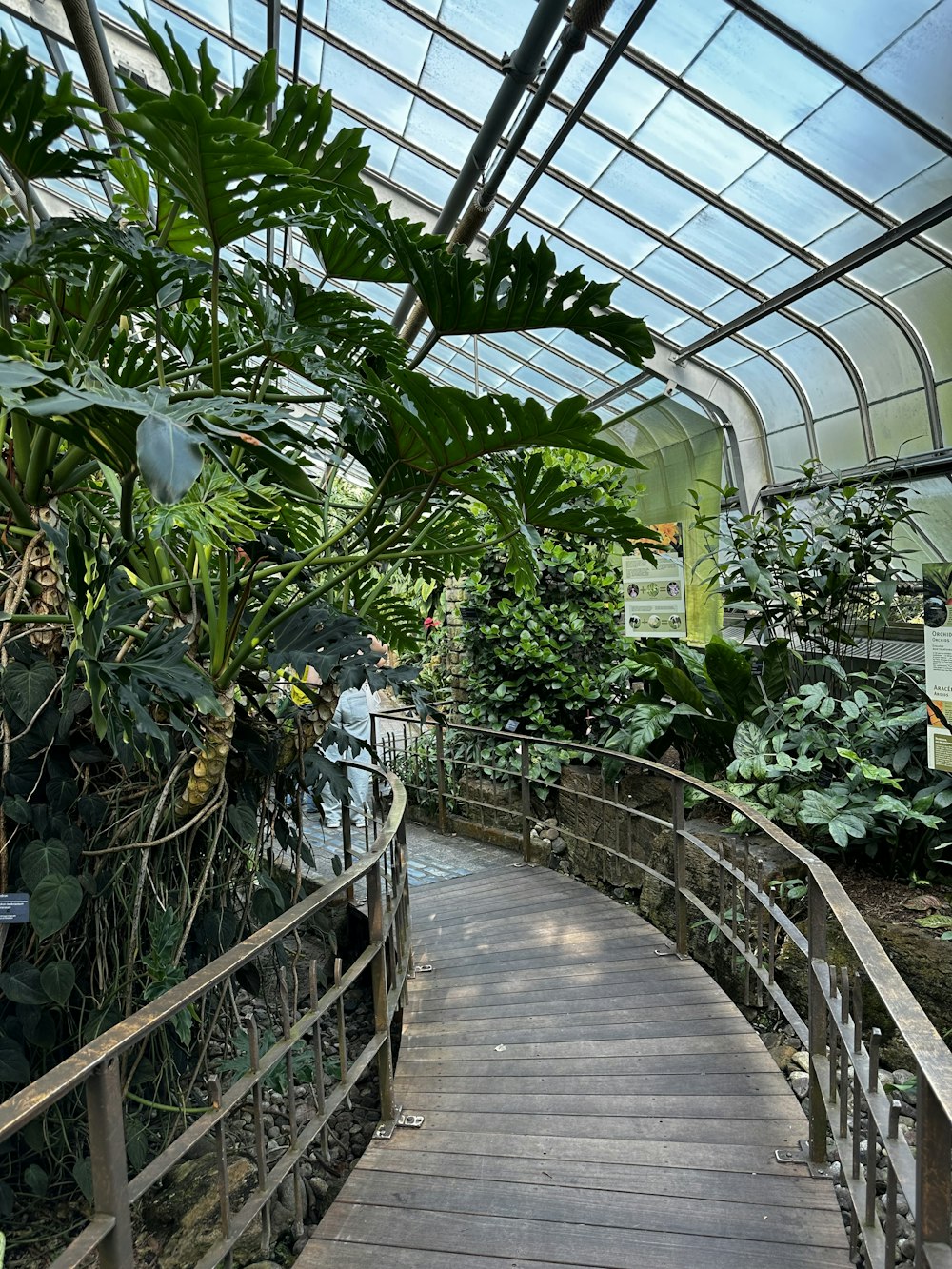 a wooden walkway in a greenhouse with lots of plants