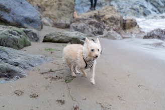 A small fluffy dog wearing a plaid harness runs energetically across a sandy beach with large rocks in the background. The scene is outdoors near the shoreline with indications of seaweed and wet sand.
