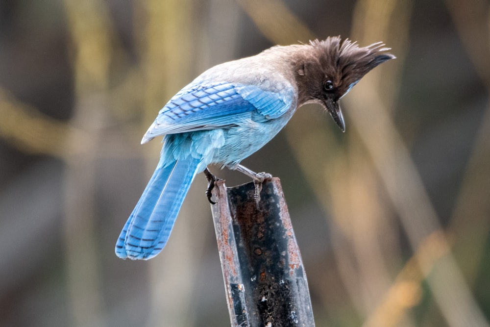 a blue and white bird sitting on top of a piece of wood