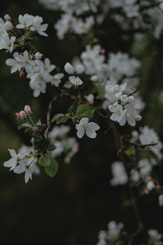 a close up of a tree with white flowers