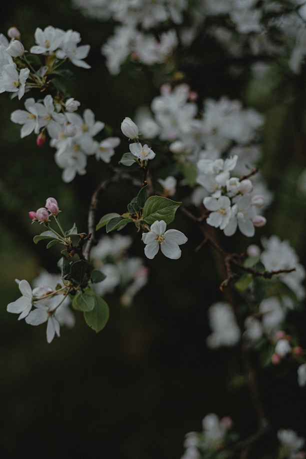 a close up of a tree with white flowers
