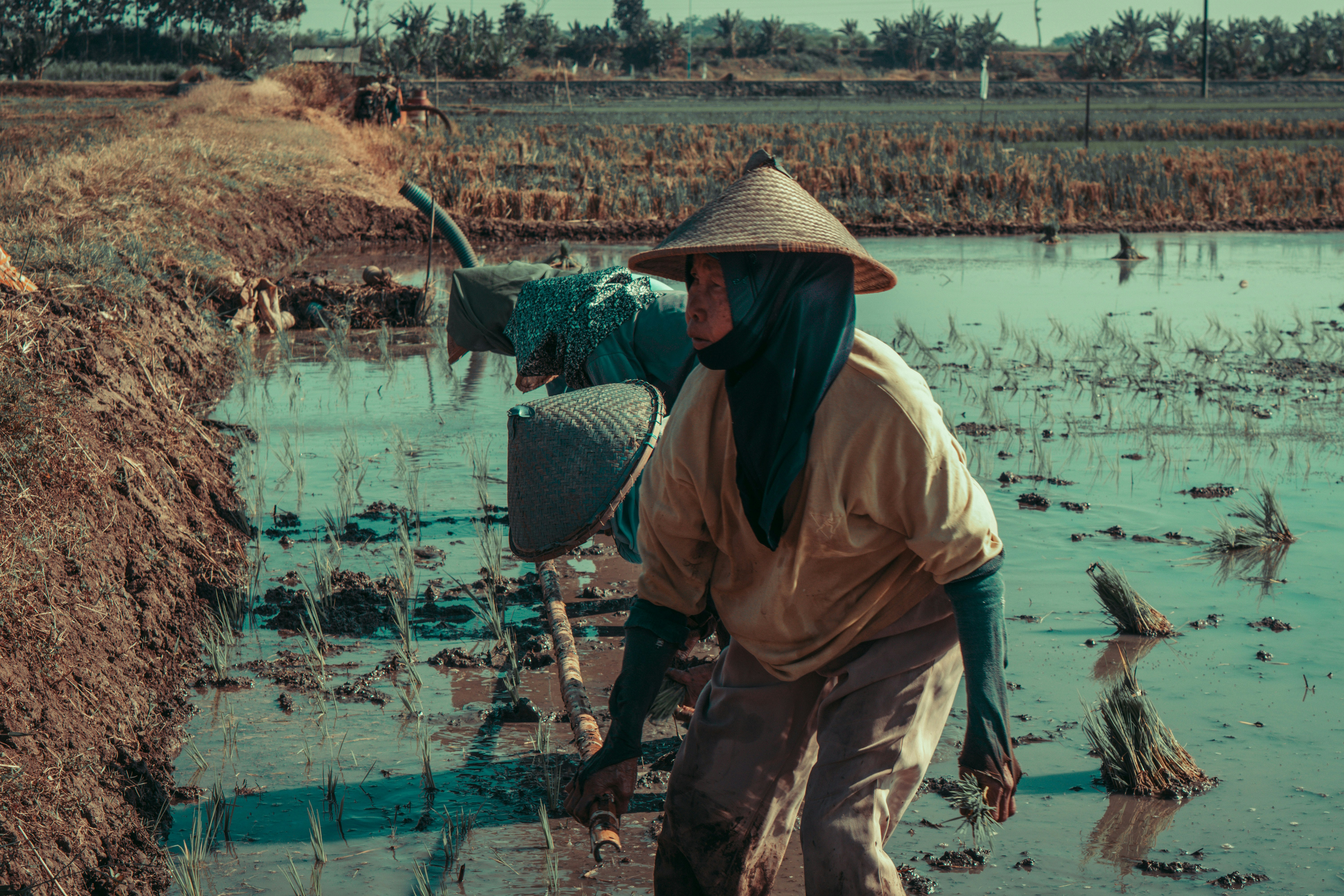 Tại sao tương lai nông nghiệp cần hệ sinh thái tuần hoàn