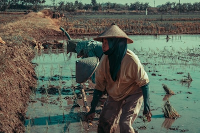 A group of farmers wearing traditional conical hats work in a flooded rice paddy field. The landscape includes waterlogged areas with young rice plants and the farmers use tools to tend to the field. The scene conveys a rural setting with a sense of manual labor and agricultural activity.