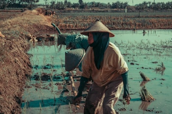 A group of farmers wearing traditional conical hats work in a flooded rice paddy field. The landscape includes waterlogged areas with young rice plants and the farmers use tools to tend to the field. The scene conveys a rural setting with a sense of manual labor and agricultural activity.