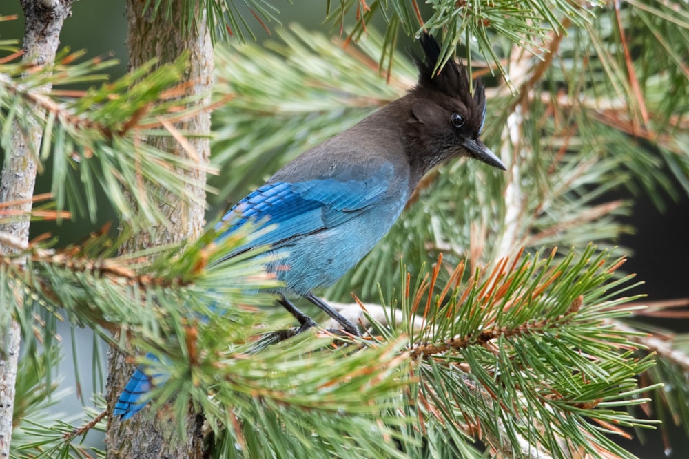 a blue bird perched on top of a pine tree