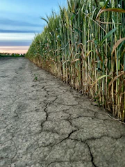 A worried farmer looking over a dry, struggling crop field at sunset.
