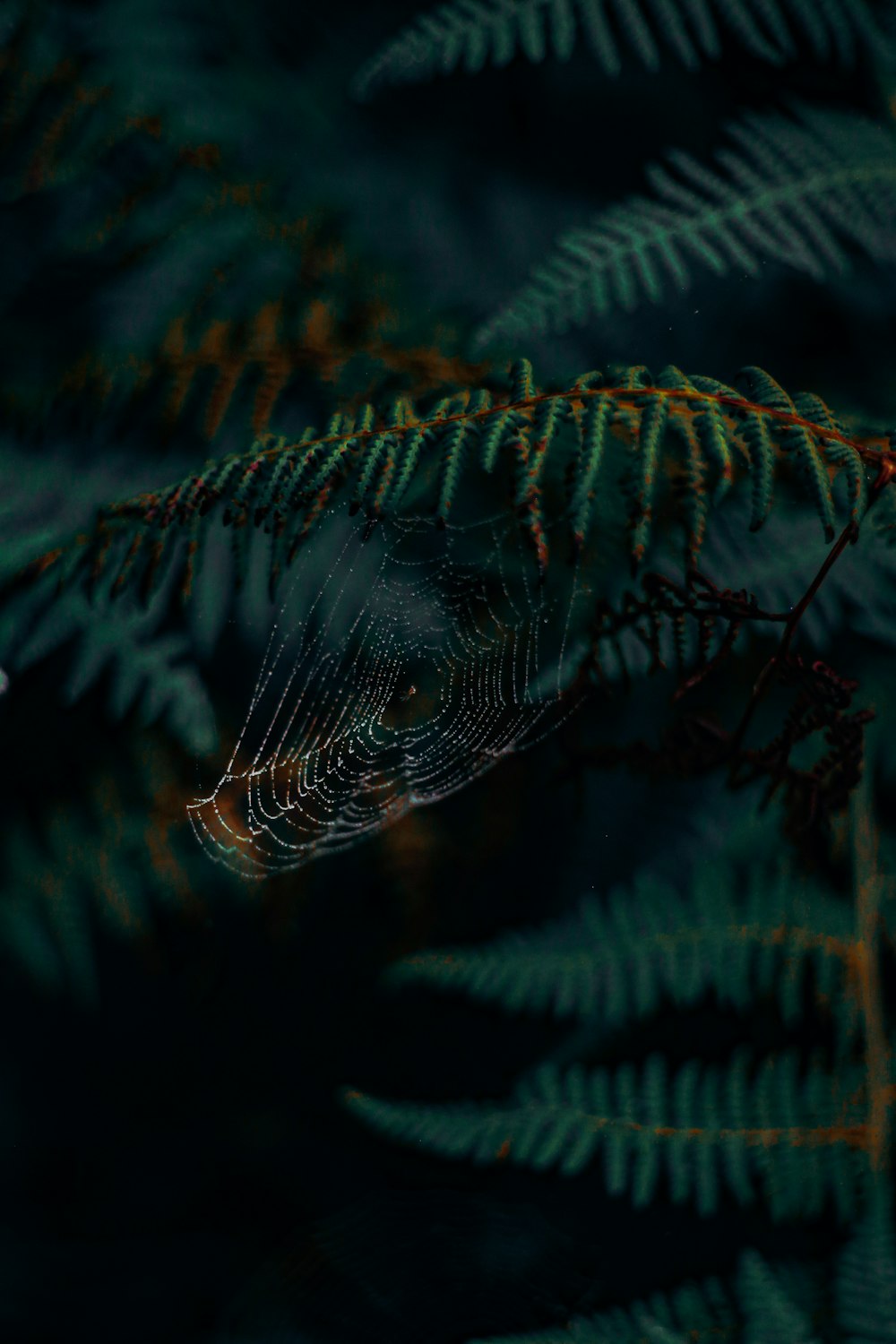 a close up of a spider web on a tree