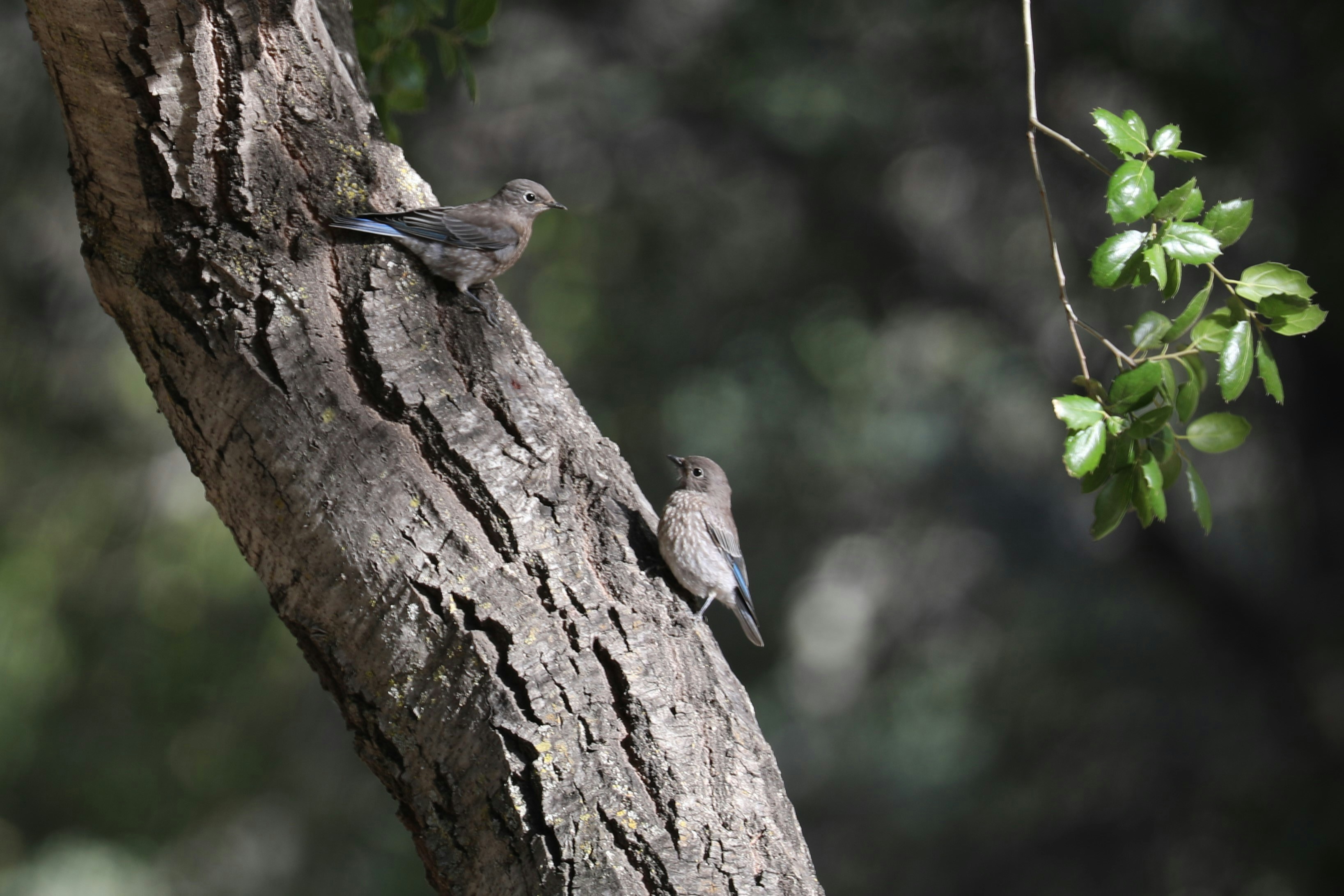 Photo by thomasaquinas