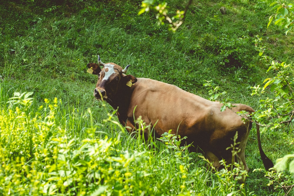 a brown cow standing in a lush green field