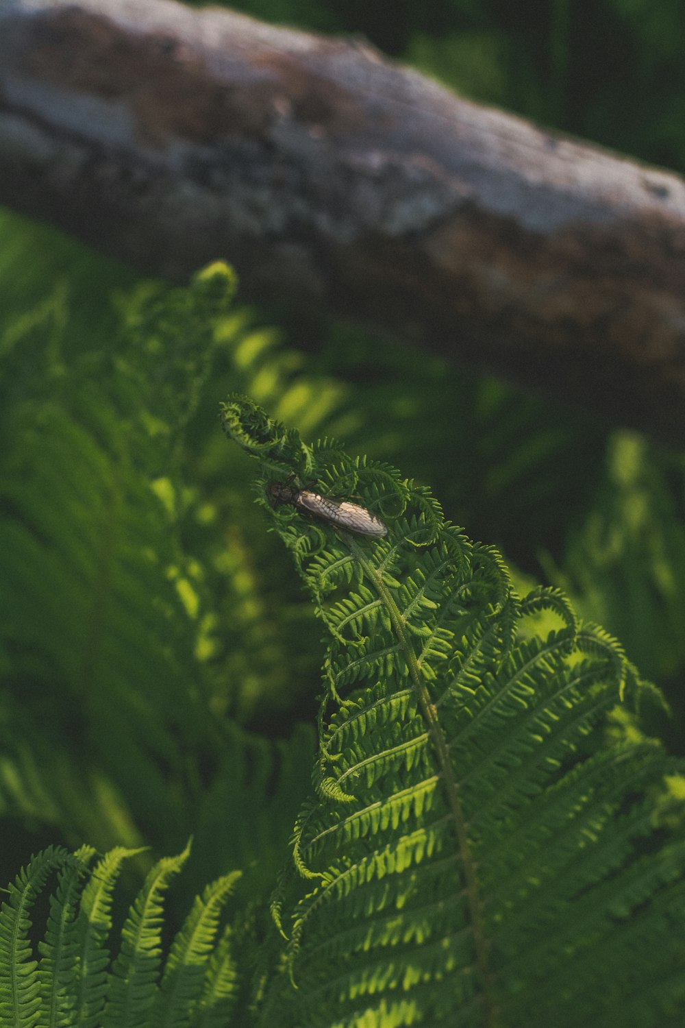 a close up of a fern leaf with a log in the background