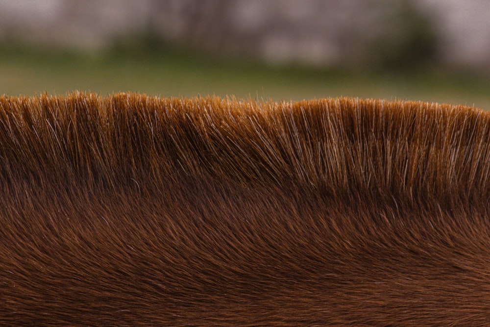 a close up of a brown horse's fur