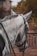 A close-up of the side and back of a white horse's head and neck. The horse has its mane styled in small, neat braids, and is wearing a bridle. The background shows a structure, possibly a stable, with foliage and a wooden fence.