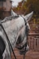 A close-up of the side and back of a white horse's head and neck. The horse has its mane styled in small, neat braids, and is wearing a bridle. The background shows a structure, possibly a stable, with foliage and a wooden fence.