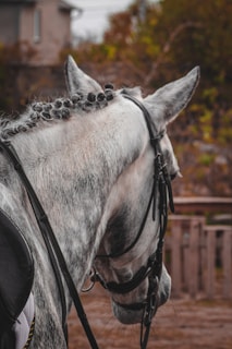 A close-up of the side and back of a white horse's head and neck. The horse has its mane styled in small, neat braids, and is wearing a bridle. The background shows a structure, possibly a stable, with foliage and a wooden fence.
