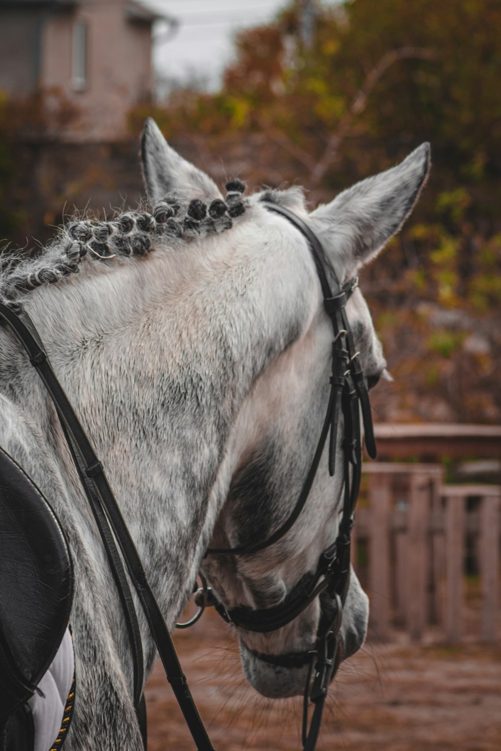 a close up of a horse wearing a bridle