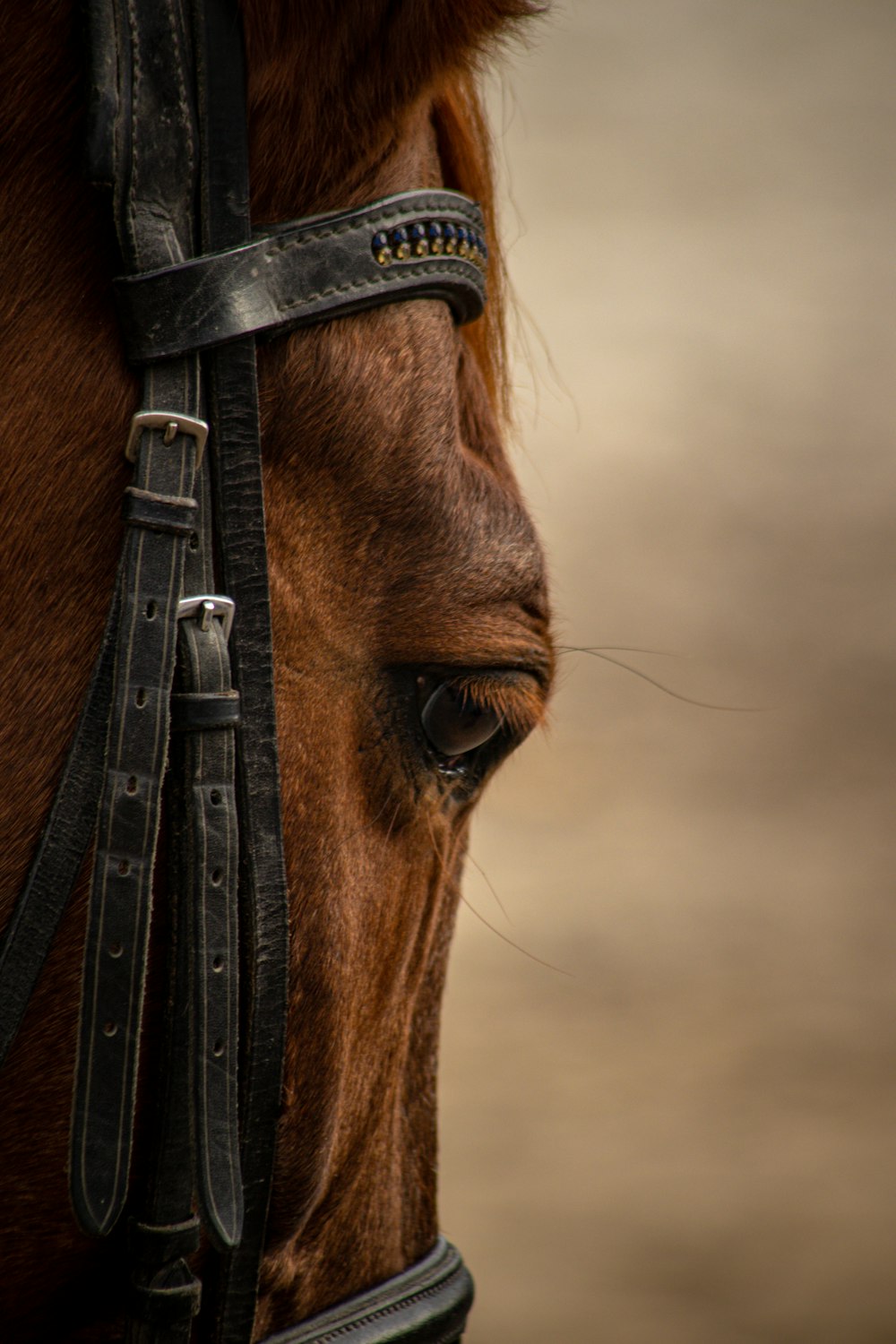 a close up of a horse's face and bridle